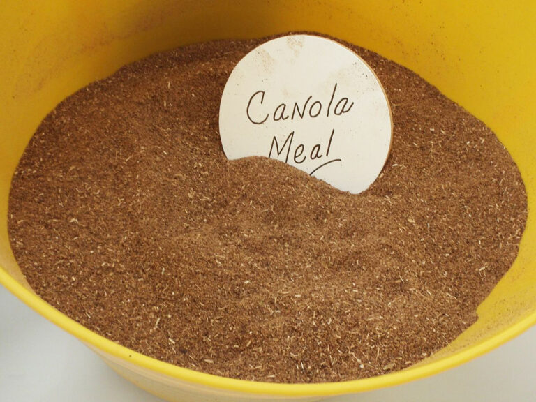 Extruded canola meal: is it worth it?