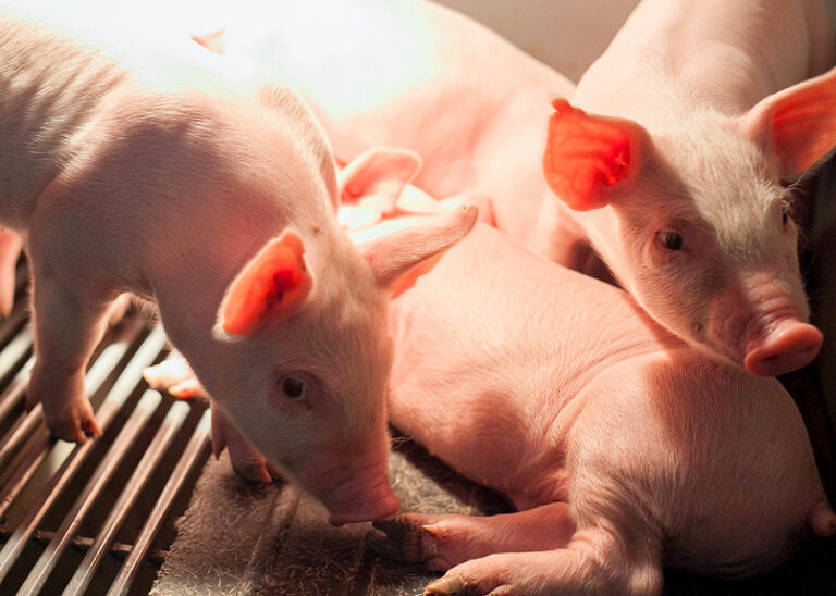 Streptococcus virus threatens Canadian swine