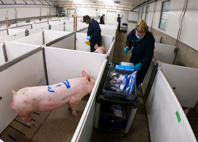 Exploring genetic selection for feed efficiency