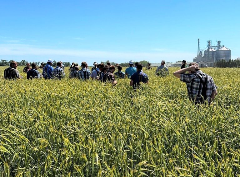 Hutterite colony feeds hybrid rye with success