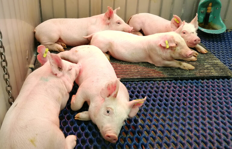 Reproductive vaccines offer protection to piglets