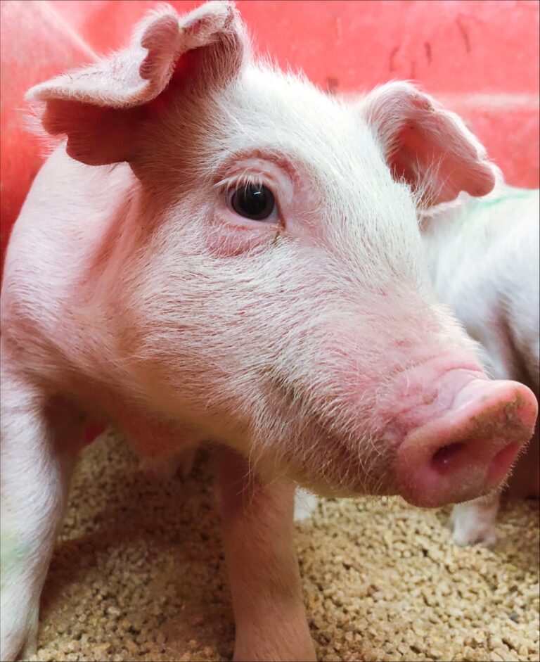Probiotics could help piglets defeat diarrhea