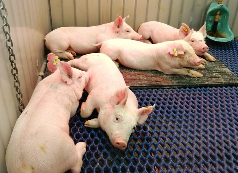PPRA supports Canadian pork competitiveness