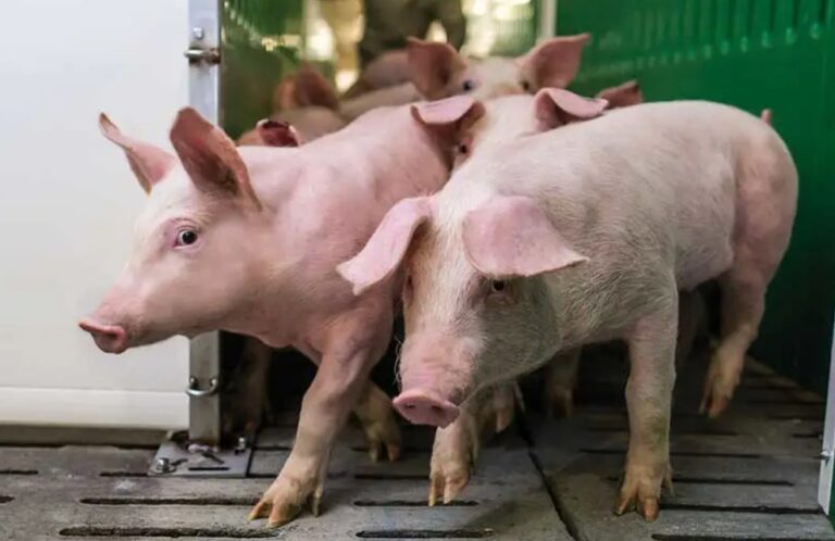 Strong hog margins predicted again this year